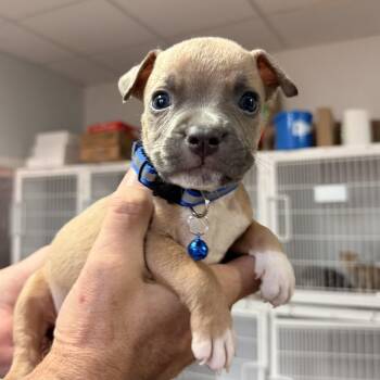 Naples -  Pit Bull Terrier Dog for Adoption in Columbia, South Carolina - Naples | PetCurious