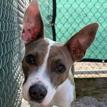 Rescue Pit Bull Terrier Dogs for Adoption in Jefferson, Wisconsin - Jackpot | PetCurious