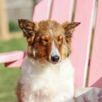Shetland Sheepdog Sheltie Dogs Available for Adoption in Rochester, Minnesota - Clementine | PetCurious