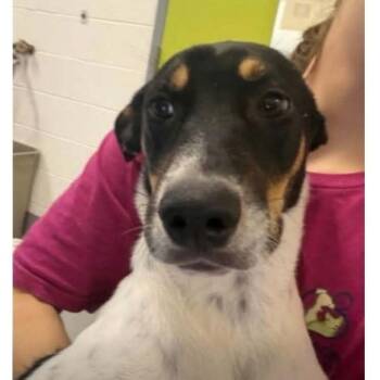 Milo -  Mixed Breed Dog for Adoption - Milo | PetCurious