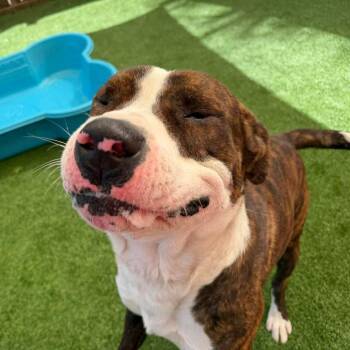 Mixed Breed Dogs Available for Adoption in Savannah, Georgia - Lenny | PetCurious