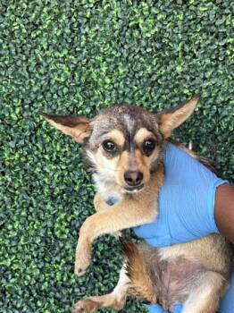 Chihuahua and Mixed Breed Dogs Available for Adoption in El Paso, Texas - 60841246 | PetCurious