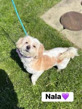 Shih Tzu Dogs Available for Adoption in Myerstown, Pennsylvania - Nala | PetCurious