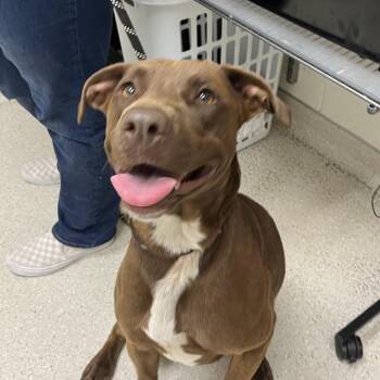 Mixed Breed Dogs Available for Adoption in Murray, Utah - Sunshine | PetCurious