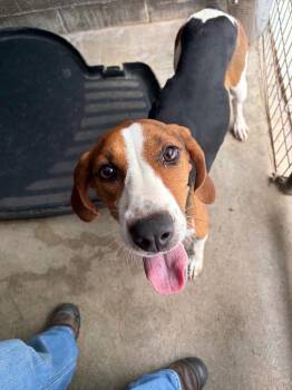 Darla -  Coonhound Dog for Adoption in Russellville, Kentucky - Darla | PetCurious