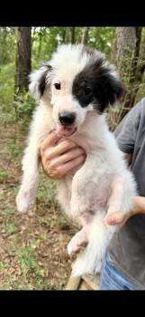 Toenail -  Collie Dog for Adoption in Seaside Heights, New Jersey - Toenail | PetCurious