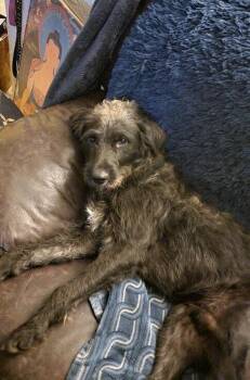 Schnauzer and Poodle Dogs Available for Adoption - Winston | PetCurious