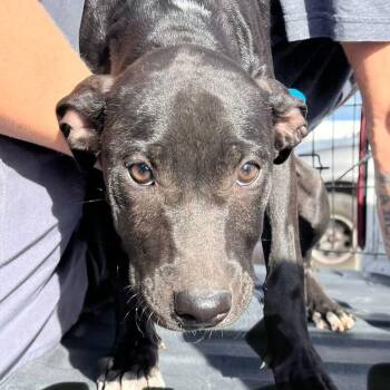Stripes -  Cane Corso and Shar Pei Dog for Adoption in Kingman, Arizona - Stripes | PetCurious