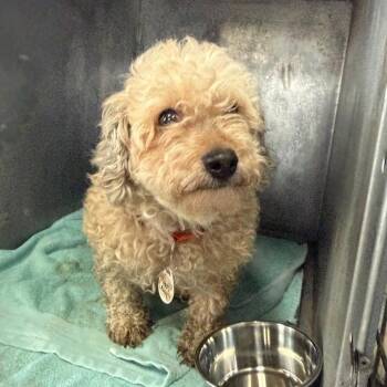 Poodle Dogs Available for Adoption - Peppy Ann | PetCurious