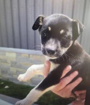 Chihuahua Dogs Available for Adoption in The Woodlands, Texas - Krissy | PetCurious