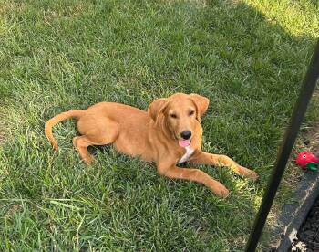 Huck -  Golden Retriever and Boxer Dog for Adoption in Fenton, Missouri - Huck | PetCurious
