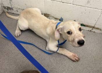 JIMMY -  Terrier Dog for Adoption in San Bernardino, California - JIMMY | PetCurious
