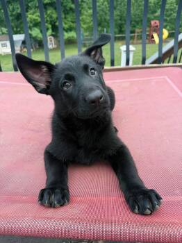 Vera -  German Shepherd Dog Dog for Adoption in Grantville, Pennsylvania - Vera | PetCurious