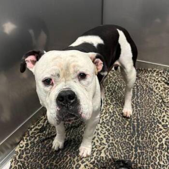 Mixed Breed Dogs Available for Adoption in Davenport, Iowa - Kilometer | PetCurious