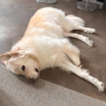 Great Pyrenees and Shepherd Dogs Available for Adoption - North | PetCurious