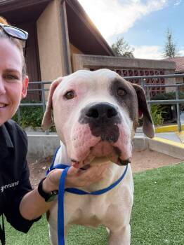 Baby -  American Bulldog Dog for Adoption in San Diego, California - Baby | PetCurious