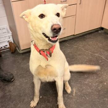 Rescue Shepherd Dogs for Adoption in Evensville, Tennessee - Astrid | PetCurious