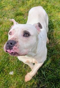 Pit Bull Terrier Dogs Available for Adoption in Akron, Ohio - HARLEY QUINN | PetCurious