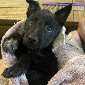 Rusty -  Mixed Breed Dog for Adoption in Redwood Valley, California - Rusty | PetCurious