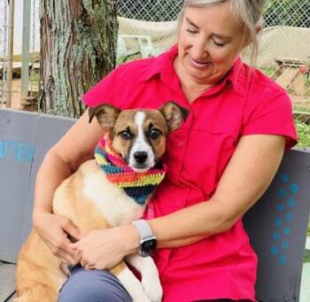 Terrier and Mixed Breed Dogs Available for Adoption in Seneca, South Carolina - Dora $125 | PetCurious