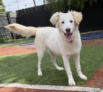 Golden Retriever and Great Pyrenees Dogs Available for Adoption in Carlsbad, California - SUMMER | PetCurious