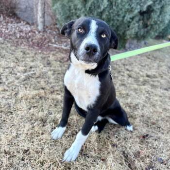 Shepherd and Mixed Breed Dogs Available for Adoption - Daz | PetCurious