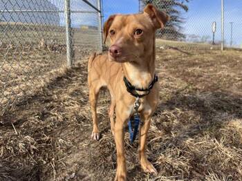 Chihuahua and Mixed Breed Dogs Available for Adoption - BEAU | PetCurious