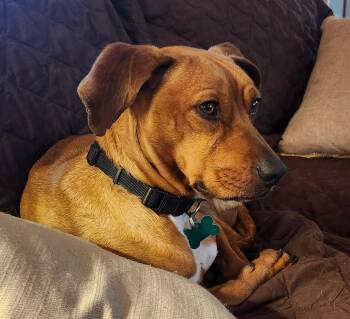 Terrier Dogs Available for Adoption - Silas | PetCurious