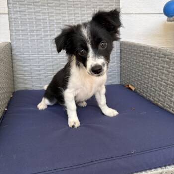Violet -  Chihuahua and Chiweenie Dog for Adoption in Baker, Louisiana - Violet | PetCurious