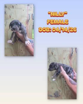 Catahoula Leopard Dog and Australian Shepherd Dogs Available for Adoption in Baker, Louisiana - Nilly | PetCurious