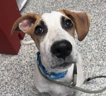 Esmeralda -  Australian Cattle Dog Blue Heeler and Hound Dog for Adoption in Golden, Colorado - Esmeralda | PetCurious