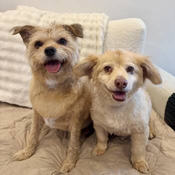 Kamoku & Kasumi -  Dachshund Dog for Adoption in New York, New York - Kamoku & Kasumi | PetCurious