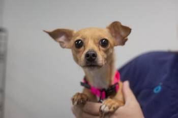 Juliet -  Chihuahua and Dachshund Dog for Adoption in Mountain Home, Arkansas - Juliet | PetCurious