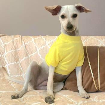 Rescue Labrador Retriever Dogs for Adoption in New York, New York - VIDA "Let