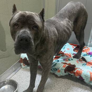 Big Fella -  Cane Corso Dog for Adoption in Oak Park, Illinois - Big Fella | PetCurious