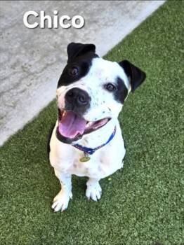 CHICO -  Pit Bull Terrier and Mixed Breed Dog for Adoption in Derwood, Maryland - CHICO | PetCurious
