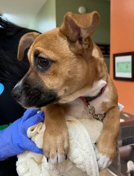 Feist and Chihuahua Dogs Available for Adoption in Burnsville, North Carolina - Peanut | PetCurious