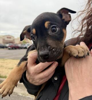 Pit Bull Terrier Dogs Available for Adoption in Evergreen, Colorado - Asher | PetCurious