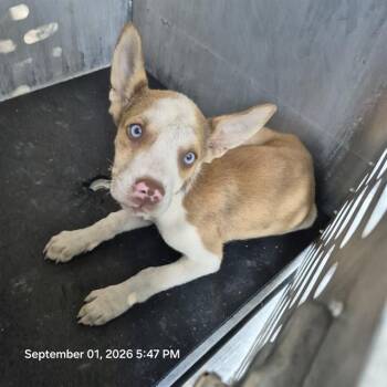 DORA -  Terrier Dog for Adoption in San Antonio, Texas - DORA | PetCurious