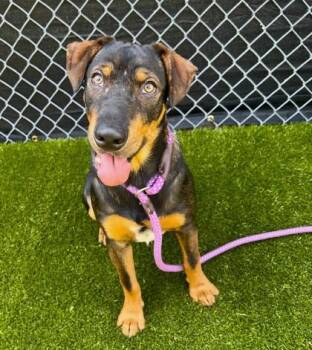 Snoogie -  Mixed Breed Dog for Adoption in Traverse City, Michigan - Snoogie | PetCurious