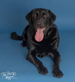 ROWDY -  Labrador Retriever Dog for Adoption in Broken Arrow, Oklahoma - ROWDY | PetCurious