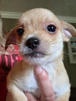 MAUI 2026-335 -  Chihuahua Dog for Adoption in Winder, Georgia - MAUI 2026-335 | PetCurious