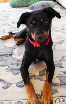 Hampton -  Terrier Dog for Adoption in Colleyville, Texas - Hampton | PetCurious