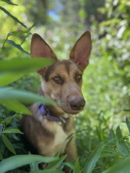 Rescue Shepherd and German Shepherd Dog Dogs for Adoption in Holly Springs, North Carolina - June (Courtesy) | PetCurious