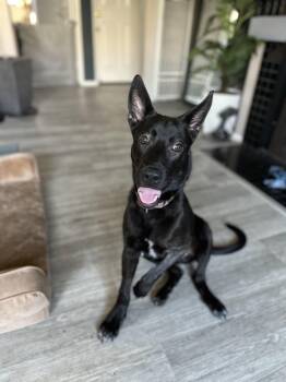 Cooper -  Labrador Retriever and Shepherd Dog for Adoption in Arvada, Colorado - Cooper | PetCurious