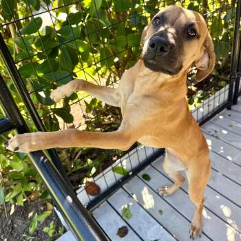 Fabel -  Hound and Mixed Breed Dog for Adoption in Bradenton, Florida - Fabel | PetCurious