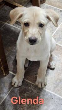 Glenda -  Labrador Retriever Dog for Adoption in West Peoria, Illinois - Glenda | PetCurious