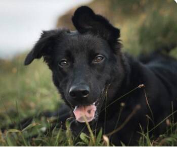 Norah -  Mountain Dog and Retriever Dog for Adoption in San Ramon, California - Norah | PetCurious