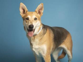 German Shepherd Dog and Mixed Breed Dogs Available for Adoption - MICHA | PetCurious