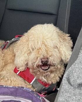 Levi DD -  Poodle and Golden Retriever Dog for Adoption in Columbia, Tennessee - Levi DD | PetCurious